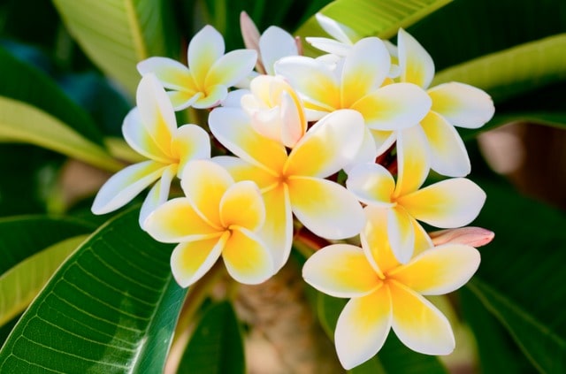 Wann bildet Frangipani Blüten