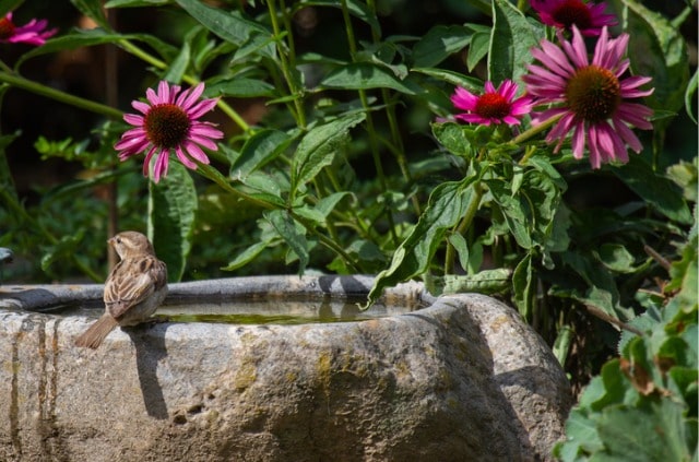 Winterfeste Vogeltränke - welche Möglichkeiten gibt es