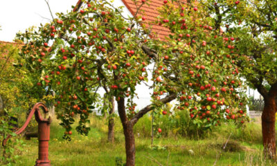 Apfelbaum - Wissenswertes zu Hochstämmchen