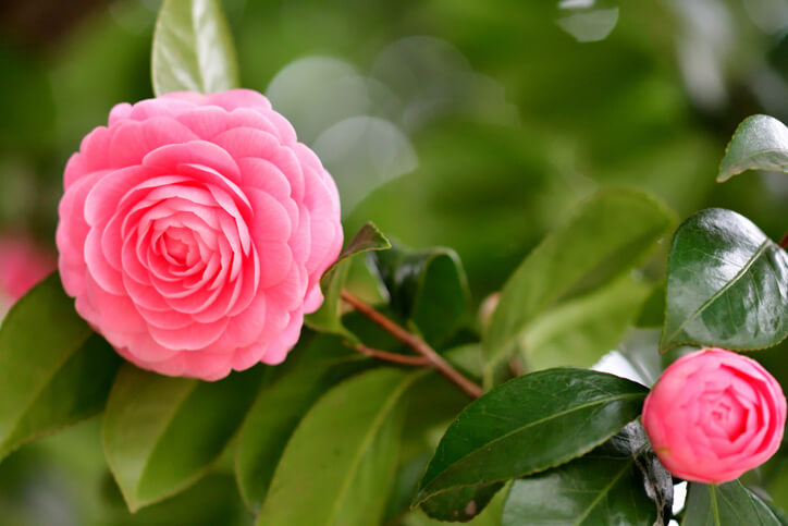 Camellia x williamsii 'Water Lily'