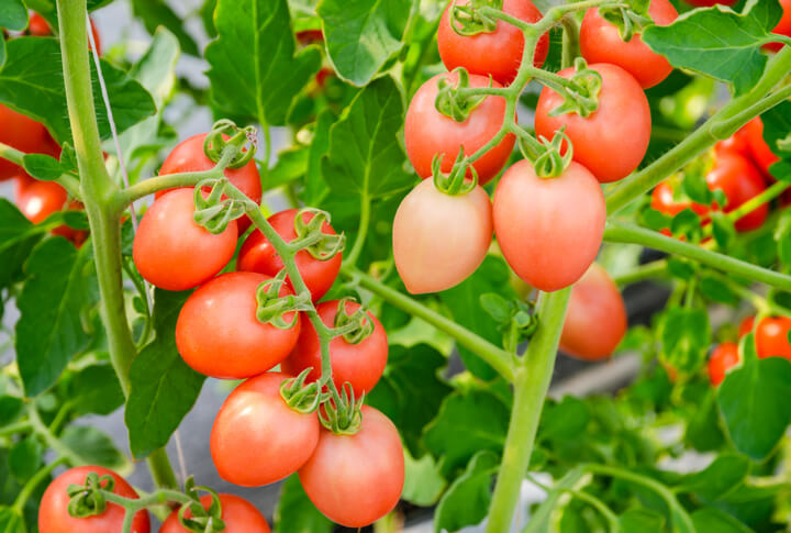 ᐅ Cocktailtomaten - hellgelbe bis dunkelrote Sorten im Überblick