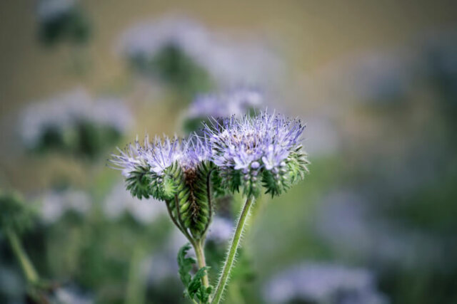 Bienenweiden (Phacelia) - Auswahl und Aussaat des Saatguts