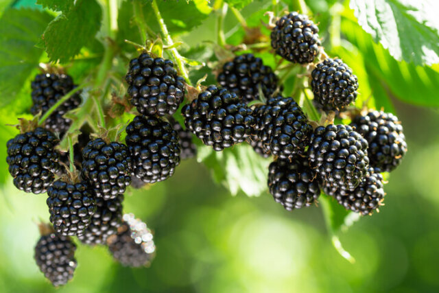 Brombeeren - Wissenswertes zur Farbe