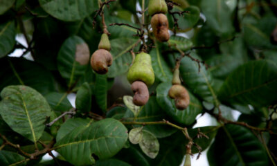 Cashewkerne - richtige Ernte