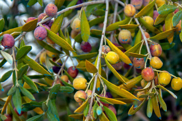 Olivenbaum - Krankheitsbild, Ursachen und Gegenmaßnahmen eines Pilzbefalls