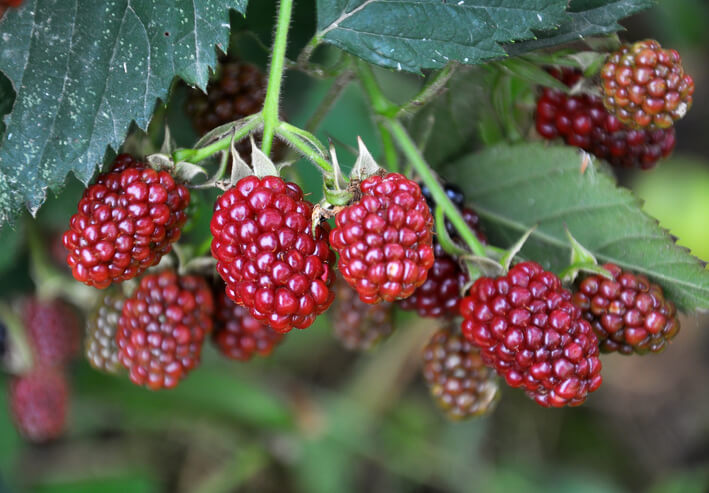 Rote Brombeeren