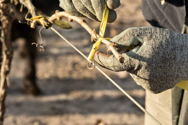 Weinreben - richtiges Vorgehen beim Veredeln